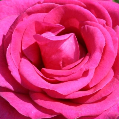 Online rózsa webáruház - teahibrid rózsa - rózsaszín - Rosa Parole ® - intenzív illatú rózsa - W. Kordes & Sons - Feltűnő, magenta rózsaszín, nagyvirágú illatos fajta.